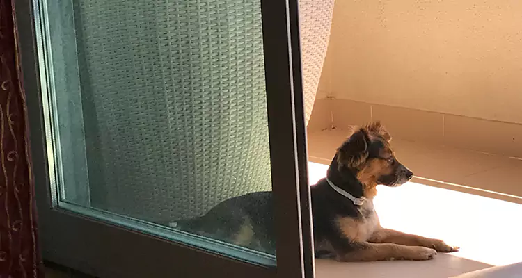 French Door Pet Screen Repair in Cocoa, FL